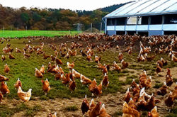 Geflügelhof Clausnitzer